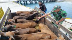 Sidak di Pelabuhan Wini, Dandim TTU Temukan Ketidaksesuaian Standar Timbang Ternak Sapi