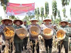 Dukung Ketahanan Pangan Nasional, Polda Jateng Dan Perhutani Panen Jagung di Grobogan