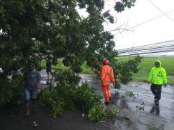 Cuaca Ekstrem di Banyuwangi,  Angin Puting Beliung Sebabkan Pohon Tumbang, Lalu Lintas Terganggu