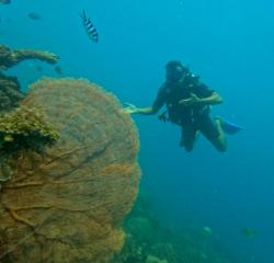 5 Hal Ini Ada di Pulau Menjangan Kecil Karimunjawa, Akses Mudah, Surga Bawah Laut-Pasir Putihnya Wow