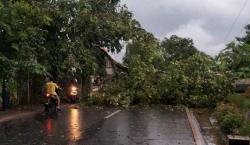 Hujan Angin Terjang Kota Banjar, Pohon Tumbang Rusak Rumah Warga dan Lumpuhkan Jalan