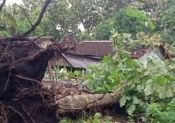 Angin Puting Beliung Terjang Pohon Jati, Kantor Perhutani TPK Gaul Banyuwangi Alami Kerusakan