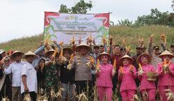 Panen Raya Jagung di Tasikmalaya: Wujud Nyata Ciptakan Ketahanan Pangan Nasional