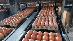 Kementan Catat Produksi Telur Surplus, RI Siap Ekspor 1,6 Juta Butir Telur ke AS