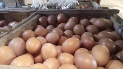 Harga Telur di Pasar Singaparna Tasikmalaya Merosot, Peternak Kebanjiran Stok, Pedagang Bingung Jual