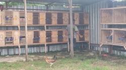 Peternak di Gowa Bantah Jika Kandangnya Dijadikan Lokasi Sabung Ayam