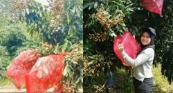 Menyambut Panen Kelengkeng di Kebun Puji, Bakal Agrowisata Sekitar Curug Barong