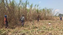 Musim Giling 2025, PT SGN MKSO Kebun Dhoho Komitmen Swasembada Gula dan Serap Ribuan Tenaga Kerja