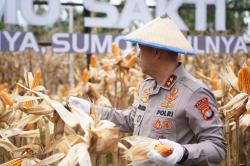 Kapolda Sulbar Panen Jagung Bareng Petani di Mamuju