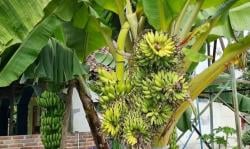 Bikin Heboh, Pohon Pisang Unik Berbuah 6 Tandan di Ponorogo