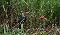 PG Glenmore Targetkan Giling 1 Juta Ton Tebu pada 2025, Dorong Ekonomi Banyuwangi