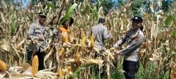 Panen Raya Jagung di Bandar Baru, Polsek Tunjukkan Komitmen Nyata Dukung Ketahanan Pangan Nasional
