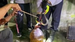 Memangsa Burung Derkuku, Ular Kobra 1 Meter Ditangkap Petugas Setelah Teror Pemukiman di Tuban