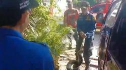 Ulah Ular Piton Tiga Meter Kejutkan Warga Jalan Kerinci, Damkar Turun Tangan