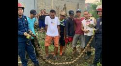 Ular Sanca Tersesat di Permukiman, Warga Depok Dibuat Tak Bisa Tidur