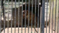 Diduga Bunting, Singa Betina di TWSL Kota Probolinggo Muncul Tanda Kehamilan