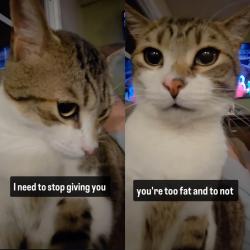 Viral, Kucing Ini Ngambek Dilarang Makan Camilan, Ekspresinya Bikin Gemas