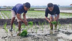 Sukseskan Swasembada Pangan, Petani Milenial Pangandaran Turun ke Sawah