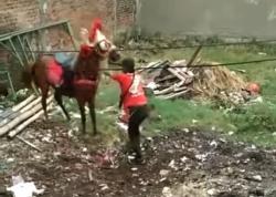 Viral! Video Pria Diduga Aniaya Kuda di Cimahi, Polisi Turun Tangan