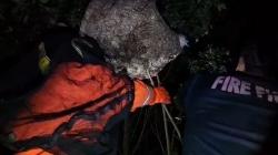 Petugas Damkar Evakuasi Sarang Tawon Vespa berukuran besar yang Membahayakan Warga