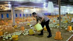 Ingin Pensiun Bahagia, Polisi Pemalang Beternak Ayam dan Sisihkan Hasilnya untuk Kegiatan Sosial