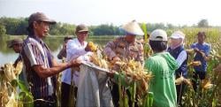 Dukung Ketahanan Pangan, Polsek Cerme dan Petani Gelar Panen Jagung Bersama