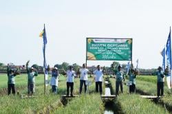 Bersama Pupuk Kujang Hasil Panen Bawang Merah Meningkat, Petani di Brebes Sumringah 
