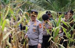 Kapolres Pidie Jaya Tinjau dan Panen Jagung di Lahan Binaan
