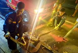 Ular Piton 4 Meter Bergelantungan di Pohon, Gegerkan Warga Sidokumpul