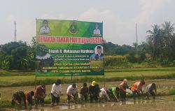 Perkuat Ketahanan Pangan Nasional, Walikota Cilegon Tanam Padi Bersama Poktan Kelurahan Tamanbaru