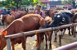 Persiapan Idul Adha 1446 H, Dispertan Sukoharjo Perketat Lalu Lintas Ternak