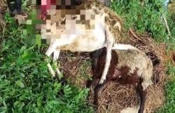 Sejumlah Kambing Tewas Diterkam Hewan Buas, Warga Cikondang Kuningan Resah