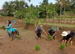 Bantu Percepat Tanam Padi, Babinsa Wangunjaya Cisaga Ciamis Turun Langsung ke Sawah