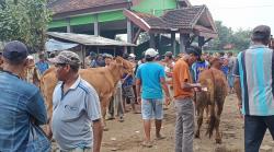 Jelang Idul Adha, Harga Sapi di Kota Probolinggo Naik 40 Persen