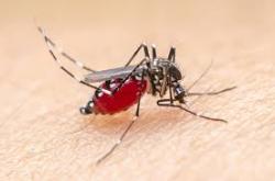 Malaria Masih Ancam Sumut, Pemerintah Fokuskan Pencegahan dan Deteksi Dini
