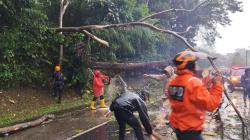Pohon Petai Tumbang Putus Jalur Ciamis-Kawali Selama Setengah Jam, Lalu Lintas Lumpuh Sementara