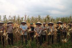 Polres Pemalang Panen Perdana Jagung Hibrida di Lahan Technopark Randudongkal, Hasilkan 3,5 ton