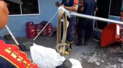 Ular King Kobra Sepanjang Tiga Meter Masuk Gudang Rumah warga di Palangkaraya, Dievakuasi Damkar