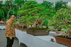 1.001 Bonsai Serbu Gresik: Pameran Kelas Bintang Pertama di Jawa Timur