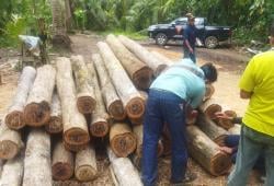 Operasi Gabungan di Banyuwangi, Aparat Berhasil Ungkap 47 Batang Kayu Jati Hasil Pembalakan Liar