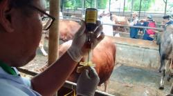 Idul Adha 2026, Pemkab Bekasi Siaga! 32 Tim Sisir Lapak Hewan Kurban