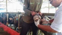 Cek Kesehatan Hewan Kurban