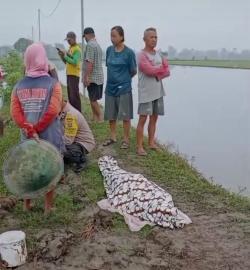 Kesetrum Jebakan Tikus Beraliran Listrik, Petani Madiun Tewas di Sawah ‎