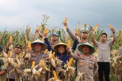 Panen Perdana Jagung Hibrida, Polres Pemalang Hasilkan 3,5 Ton!