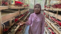 Peternakan Puyuh Ala Sainah di Ciamis: Inovasi Hijau, Hemat Biaya dan Ramah Lingkungan