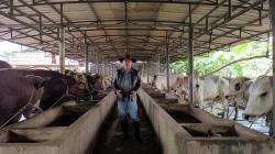 Jelang Iduladha 2025, Peternak Depok Ini Jamin Sapi Monster Sehat dan Bebas Penyakit