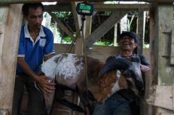 Kurban Se-Ngaruh Itu, Kisah Uceng Sukses Bersama THK Dompet Dhuafa Jadi Peternak Domba
