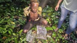 Bawa Ganja, WNA PNG Diciduk Aparat Gabungan di Perbatasan RI-PNG