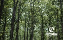 Perhutani BKPH Bayah Surati PT GHL, Proyek Pembangunan PLTM Diduga Masuk Kawasan Hutan Tanpa Izin?