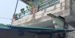 Dua Hari Diteror Monyet, Warga Bangil Resah